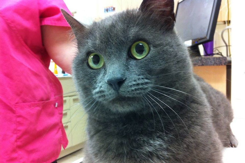 Cat at the vet