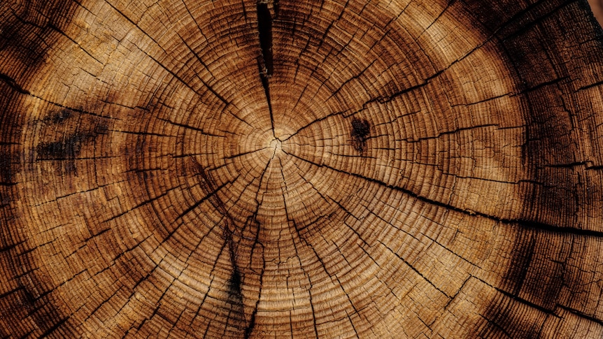 A tree ring