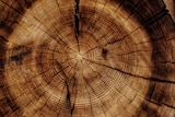 A tree ring