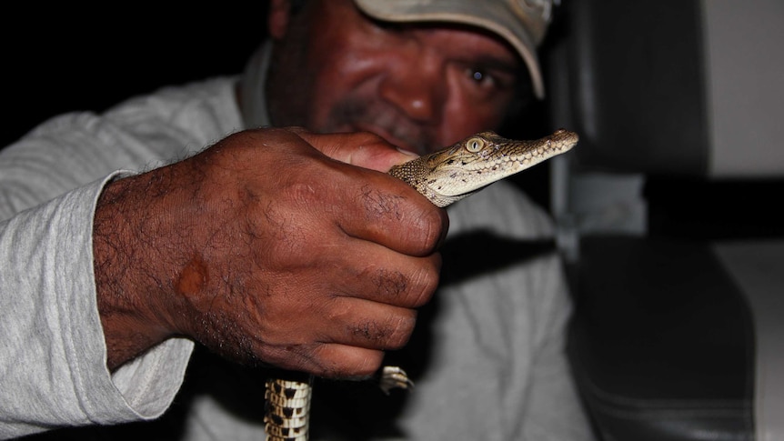 Dambimangari Traditional Owner Gary Umbagai holds a saltwater crocodile as part of a genetic study.