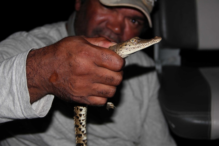 Dambimangari Traditional Owner Gary Umbagai holds a saltwater crocodile as part of a genetic study.