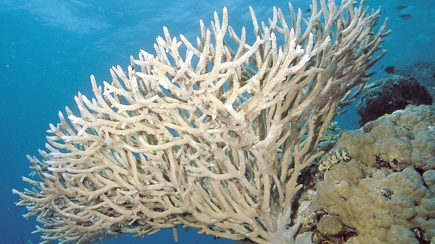 Branching coral bleached white