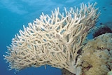 A branching coral bleached white.