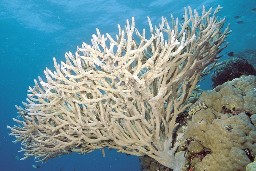 A branching coral bleached white.