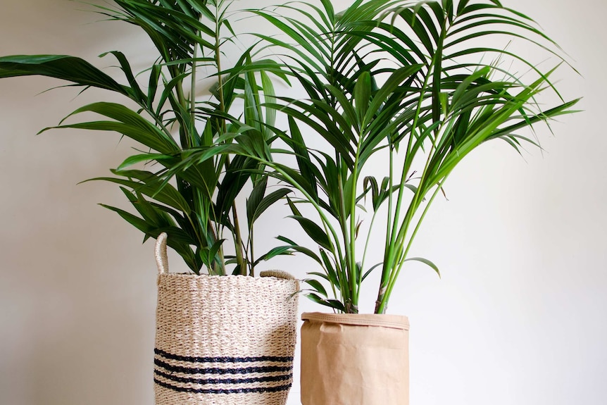 Two palm plants in natural beige woven pots against a white background.