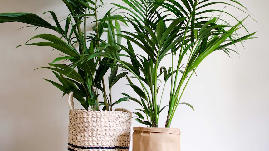 Two palm plants in natural beige woven pots against a white background.