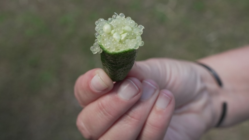Photo of finger lime pearls.