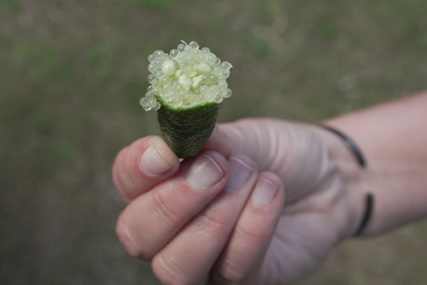 Photo of finger lime pearls.