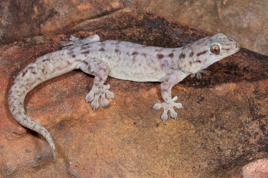 A pale-coloured gecko with brownish-pink markings sits on a rusty red rock.