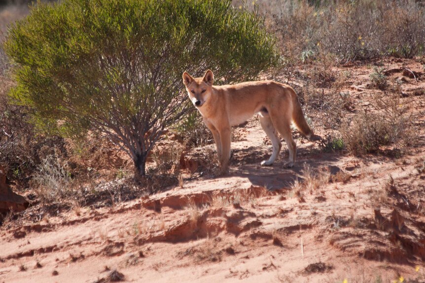 A dingo stands under shrubbery.
