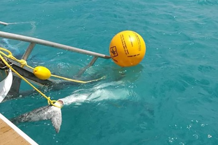 A dead tiger shark in water tied to back of a boat of fisheries patrol in Cid Harbour.