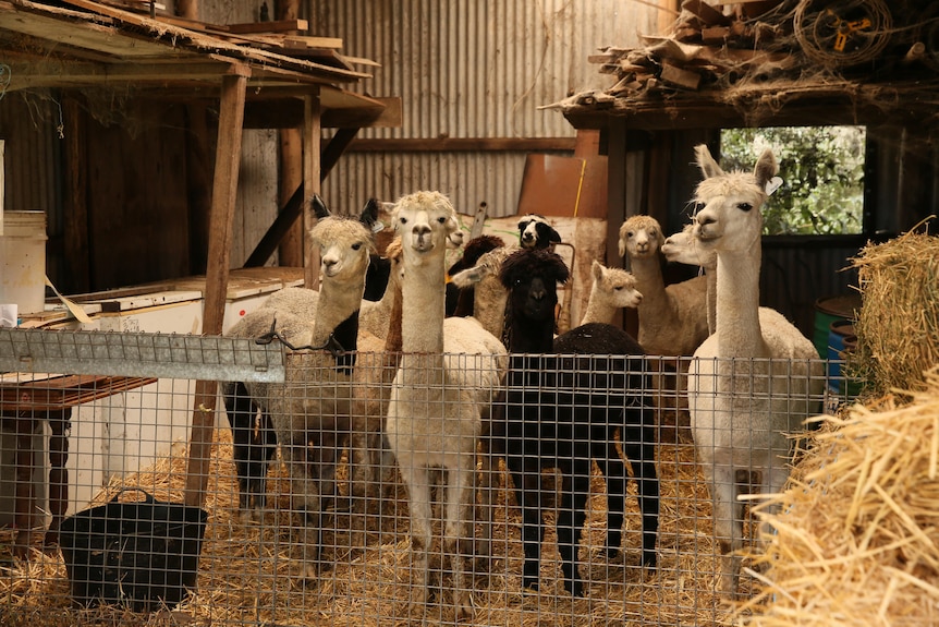 alpaca wethers behind cage in shed