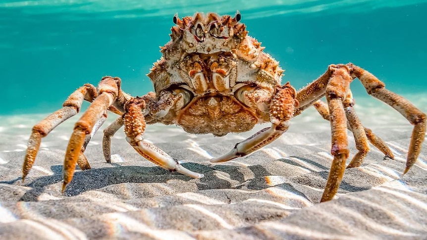 A crab under water.