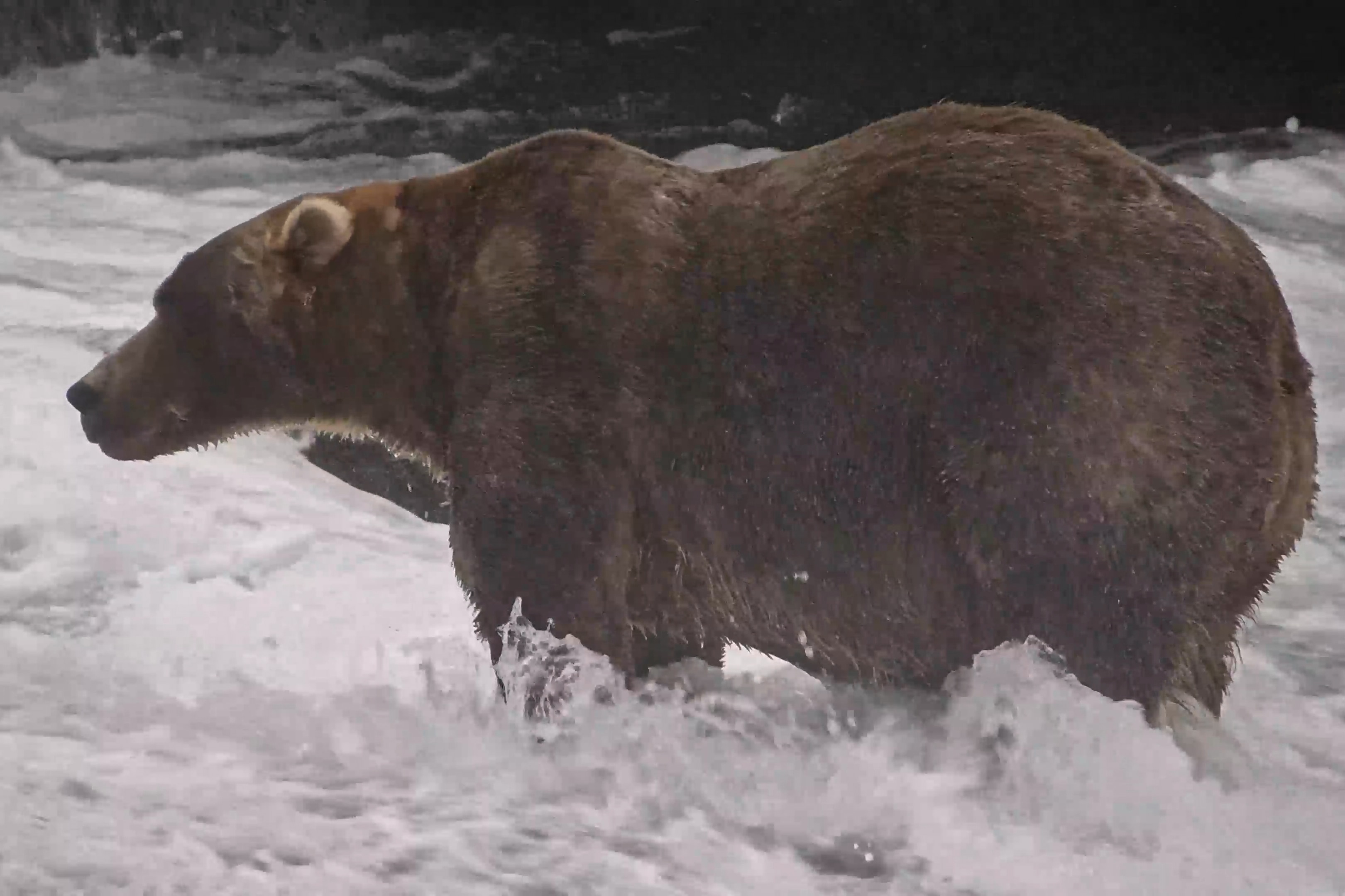 89 Backpack, a large brown bear, standing in a running stream