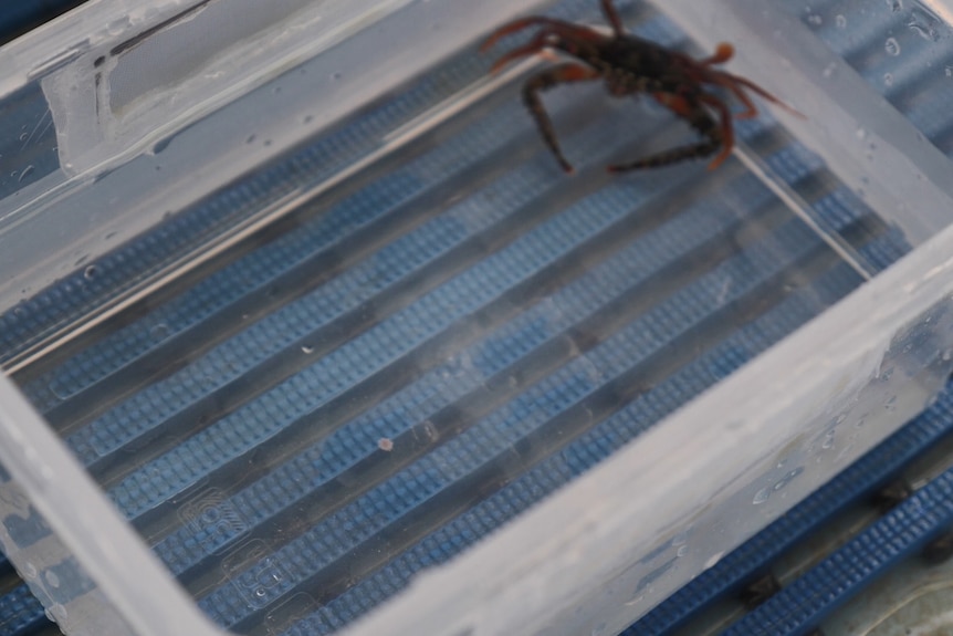 A tupperware container with a crab and a tiny little crown-of-thorns starfish.