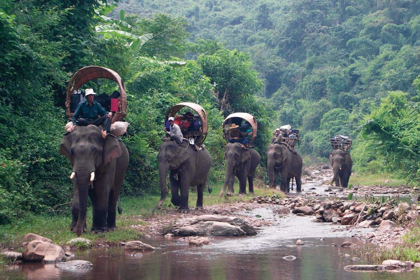 Elephant caravan travelling through Laos