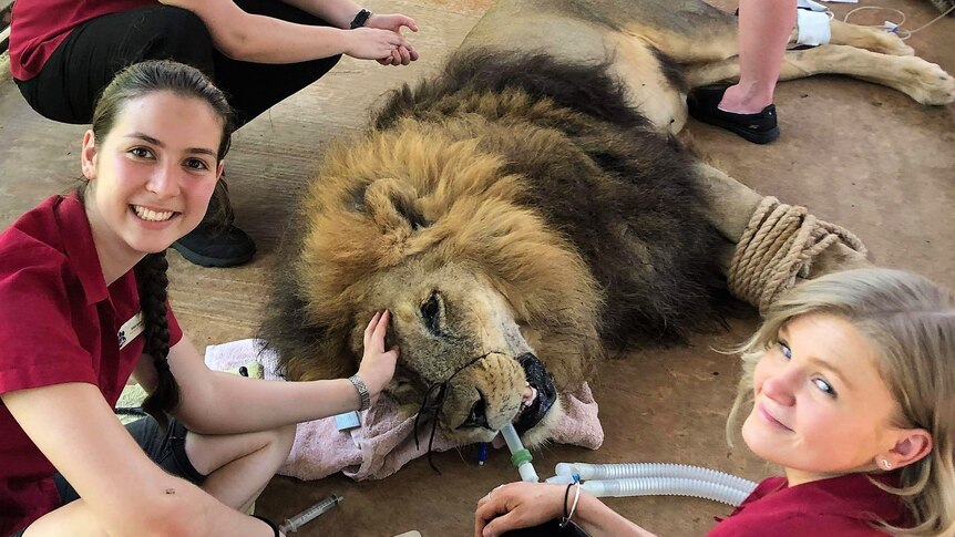 Three nurses monitoring anaesthetic on Leo the constipated lion at Crocodylus Park in Darwin.
