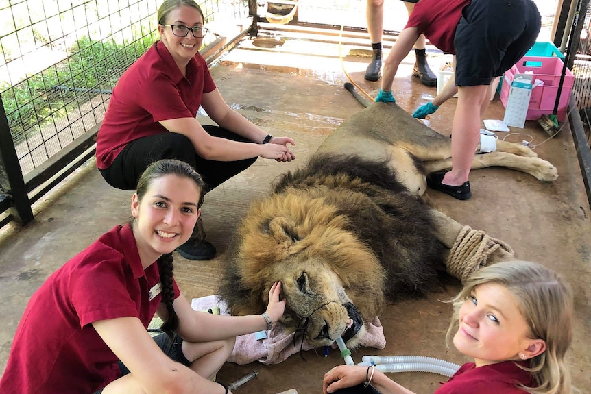 Three nurses monitoring anaesthetic on Leo the constipated lion at Crocodylus Park in Darwin.