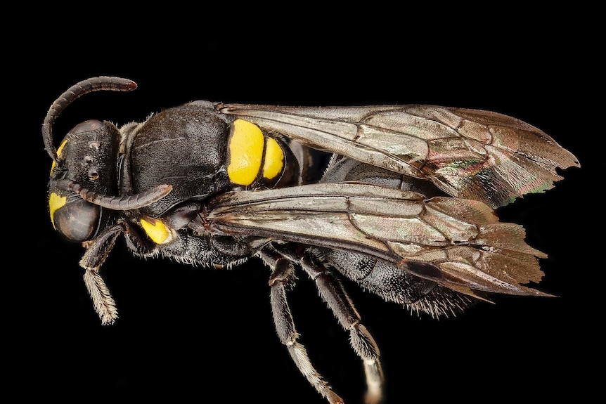 A close-up image of an Australian native bee.