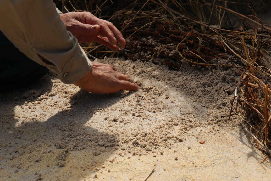 A man's hand wipes sand away from a rock near scrub