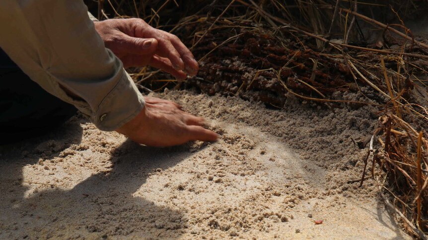 A man's hand wipes sand away from a rock near scrub