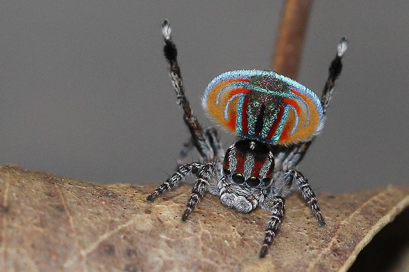 A small spider with orange and blue colouring is on a leaf