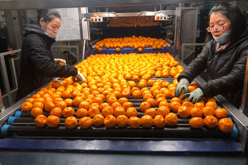 Two women are working opposite each other and looking at mandarins as they go past on a conveyor belt