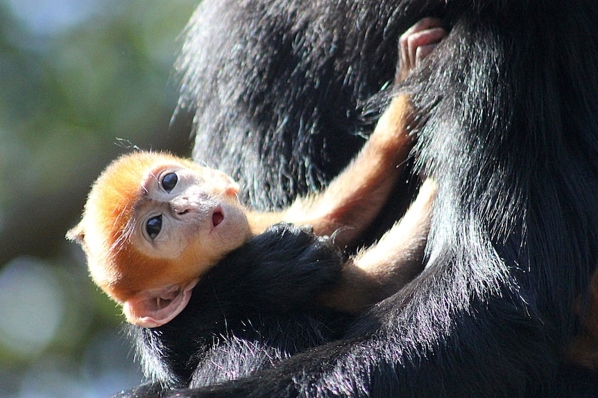 Nangua the baby Francois' Langur.