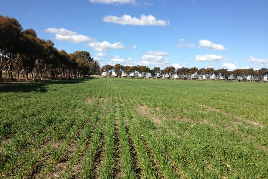 Water logged paddock