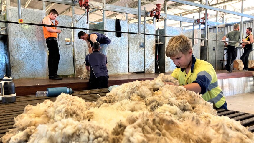 A young man sorts wool at a classing table in a shearing shed