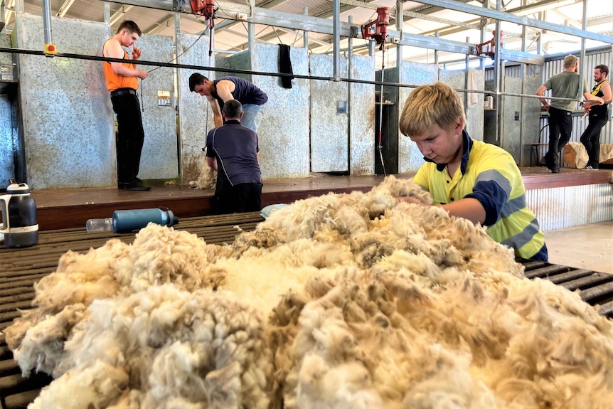 A young man sorts wool at a classing table in a shearing shed.