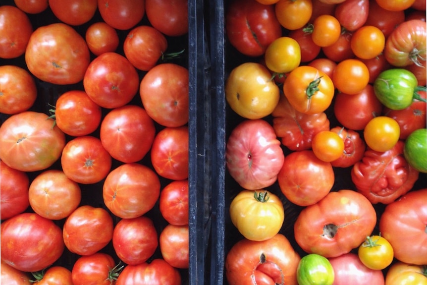 Two types of tomatoes ripen in a box.