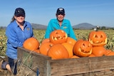 Farmers Michelle O'Regan and Belinda Williams kneel behind a crate of orange Halloween pumpkins.