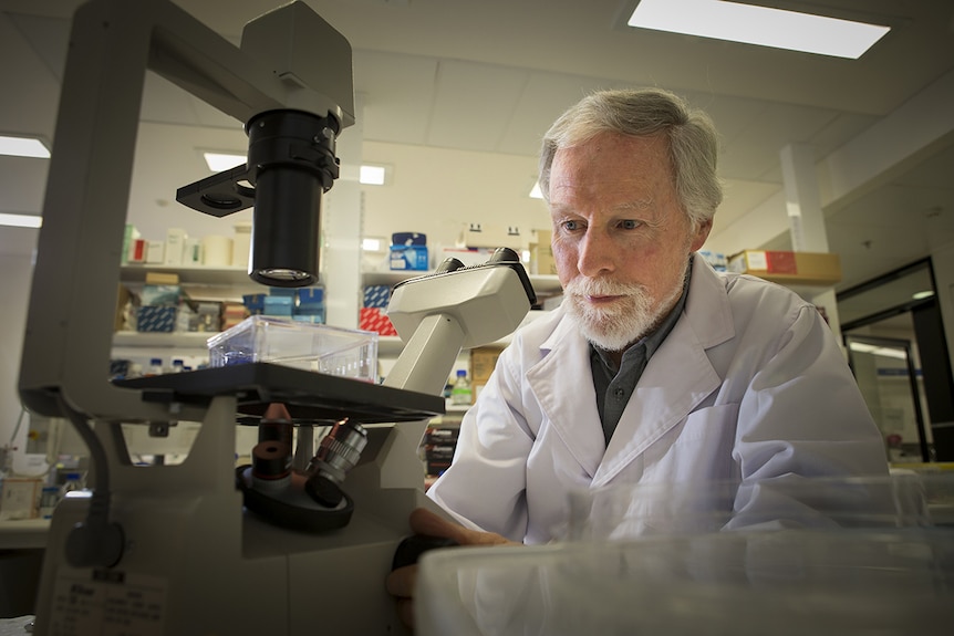 Researcher looks into microscope.