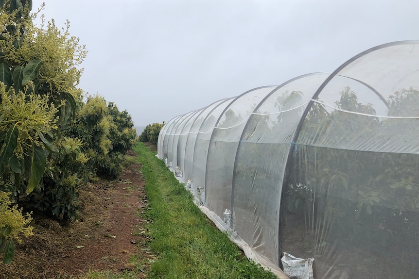 DPIRD research station avocado pollination trial