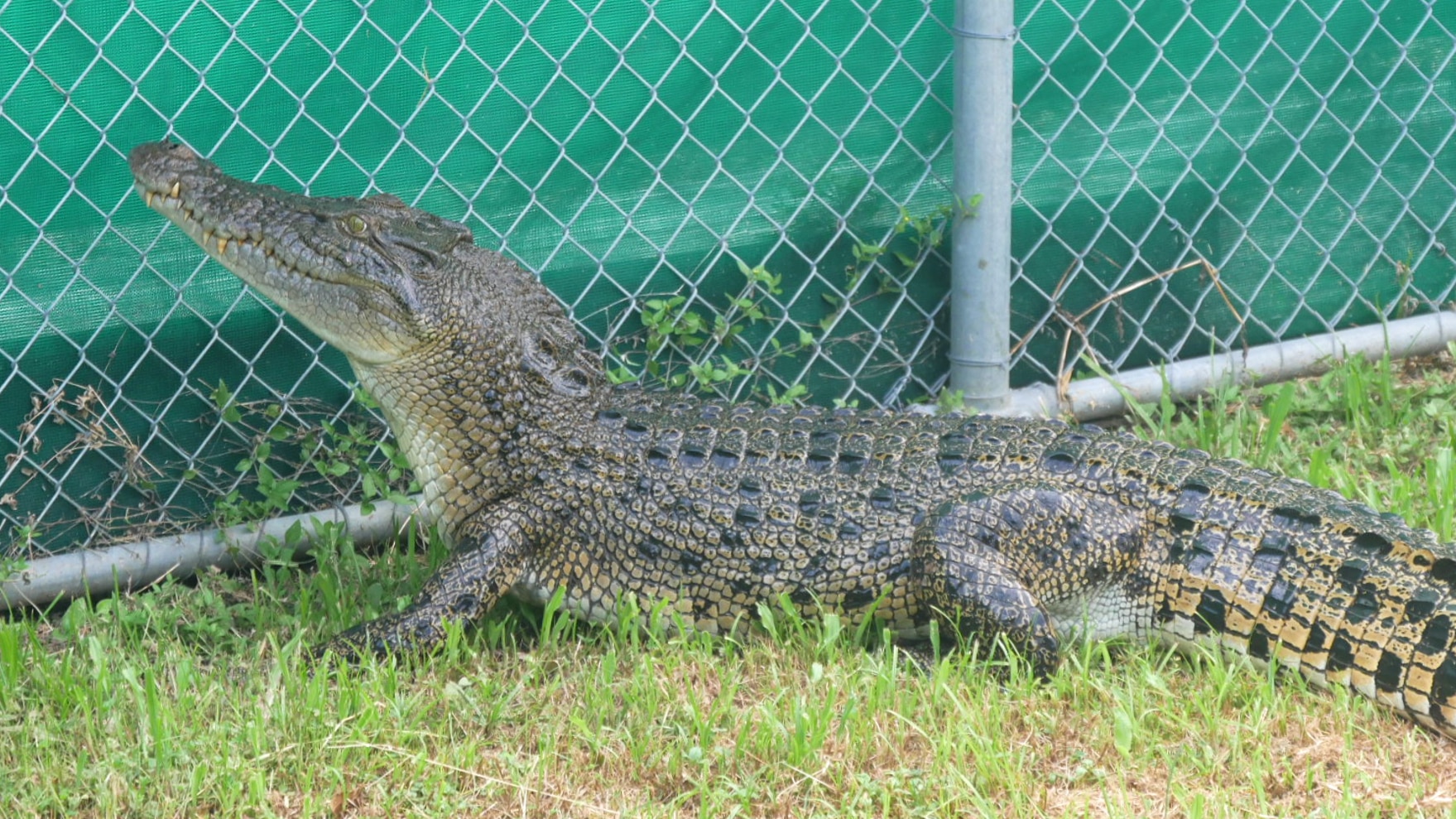A crocodile in a grassy enclosure