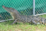 A crocodile in a grassy enclosure