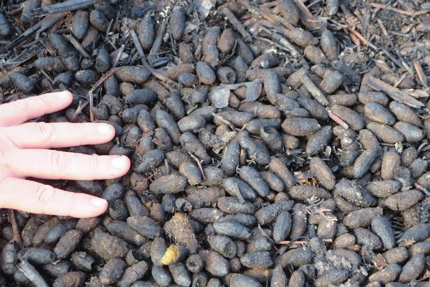 Close up of koala scat on ground with a man's hand also in picture