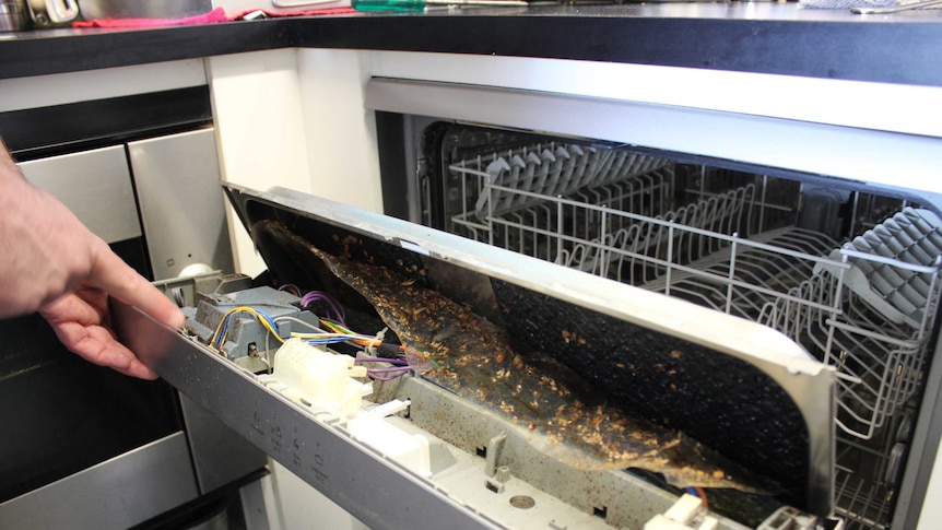 Cockroach infestation in dishwasher
