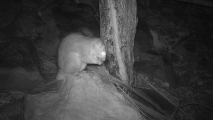 A night vision still of a Scaley Tailed Possum. 
