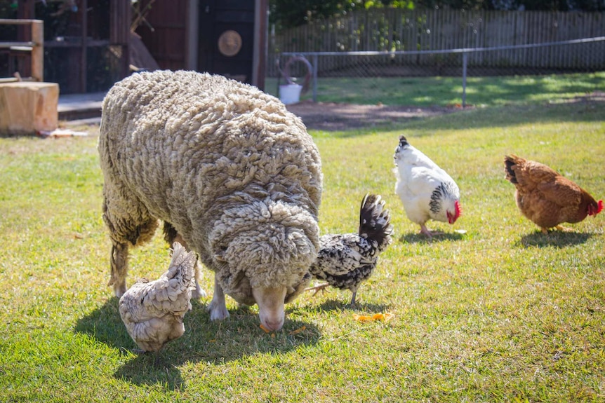 Sheep grazing with chooks.
