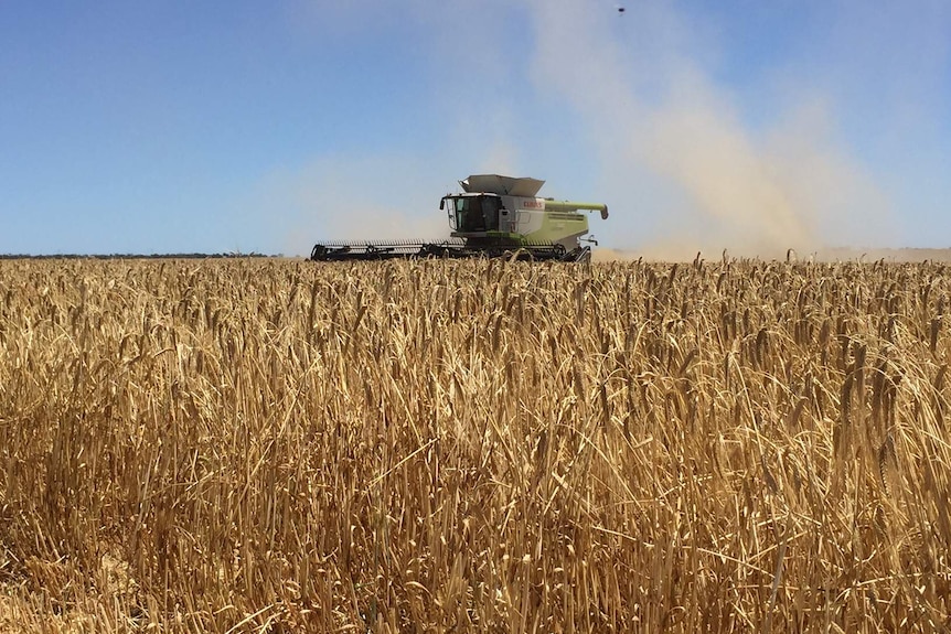 A farmer harvests his barley crop.