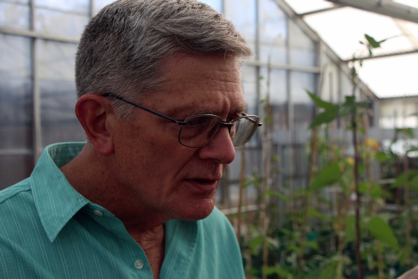 A man with grey hair and glasses looking at bean crops in a glasshouse