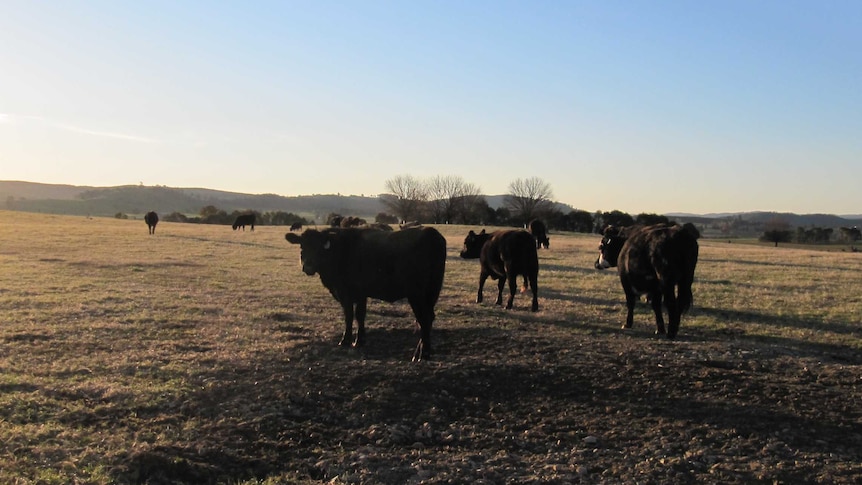 Angus cattle graze in a paddock on a winter's afternoon