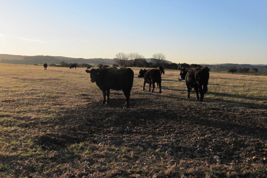 Angus cattle graze in a paddock on a winter's afternoon