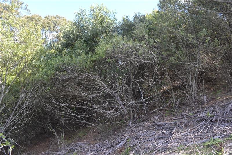 Photo of African olive trees.