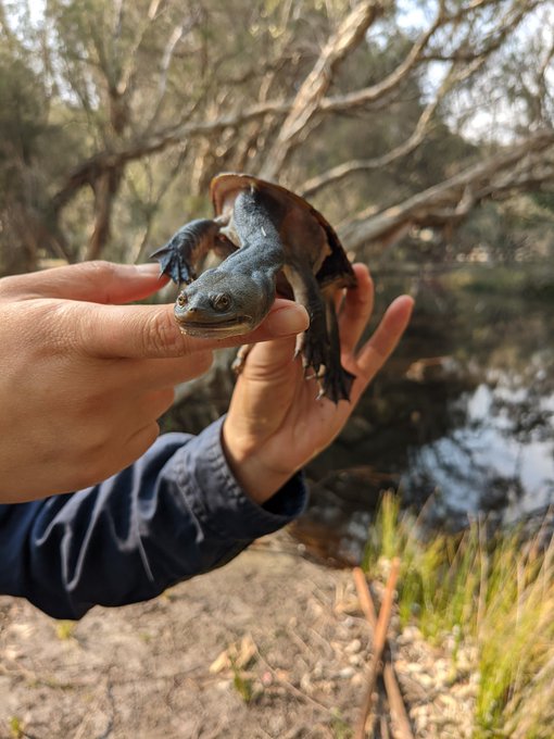 a pair of hands holds up a turtle
