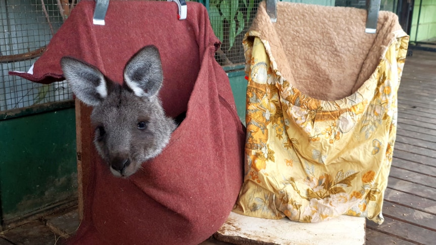 An Eastern Grey Kangaroo joey in a pouch.