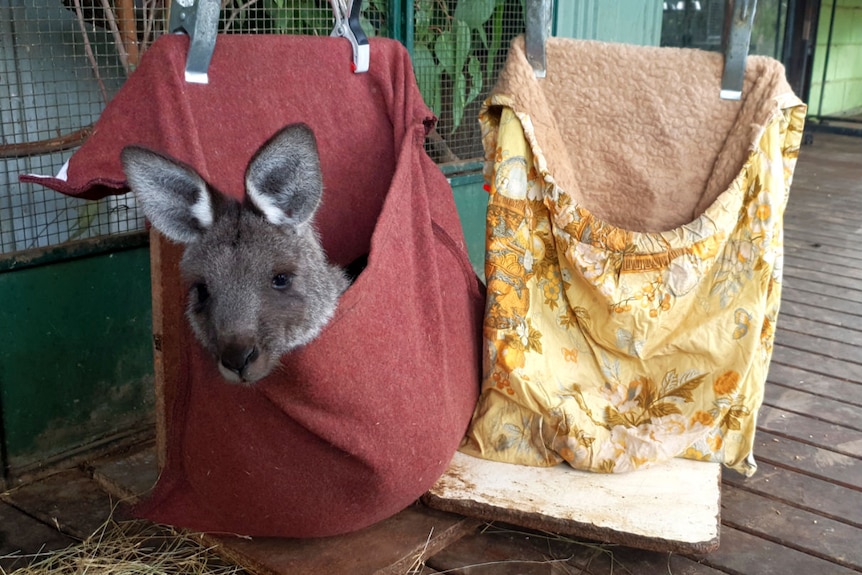 An eastern grey kangaroo joey in a handmade pouch like a sack.