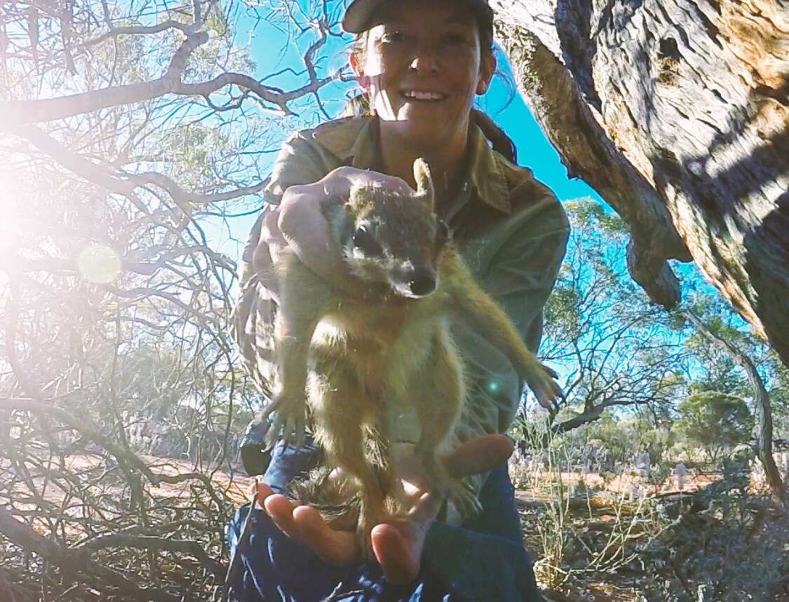 Nicola Palmer releases a numbat